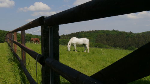 View to white horse through wooden fence