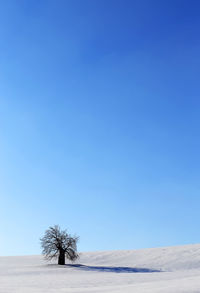 Tree on desert against clear blue sky