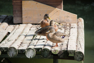 Ducks standing in the sun on a floor of tree trunks