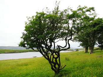 Trees on grassy field