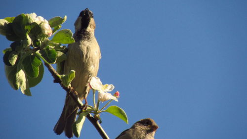 Low angle view of bird perching on plant against blue sky