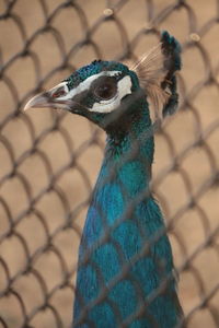 Close-up of peacock seen through chainlink fence