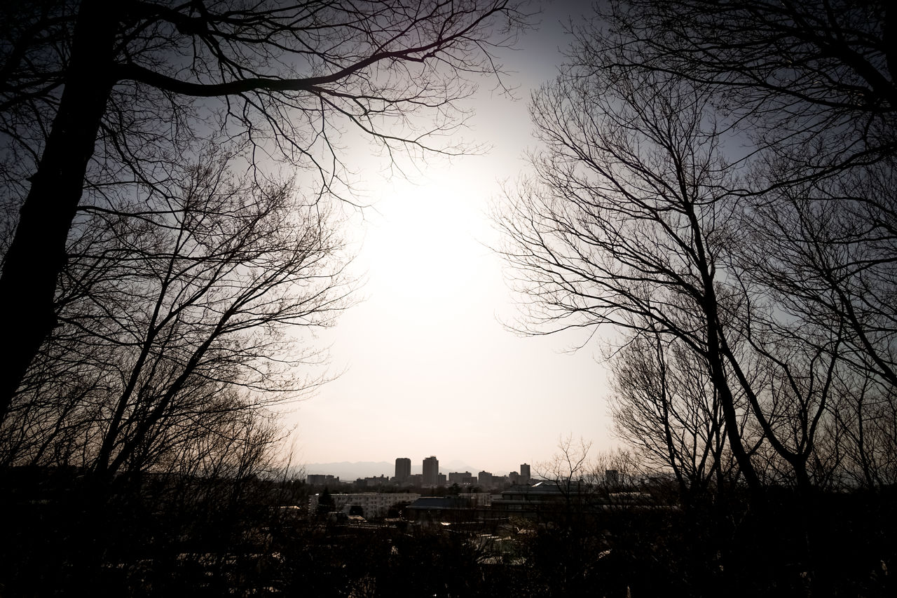 tree, silhouette, bare tree, morning, darkness, plant, sky, nature, dawn, sunlight, light, branch, tranquility, beauty in nature, tranquil scene, scenics - nature, outdoors, cloud, land, no people, architecture, sunrise, landscape, environment, sun, mist, non-urban scene