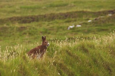 Side view of hare sitting on grassy field