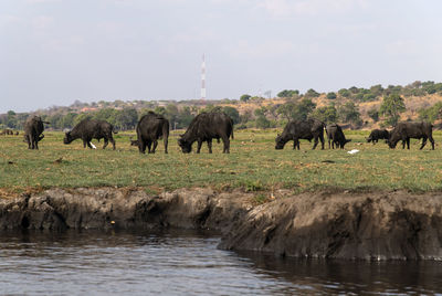 Buffalos in a lake