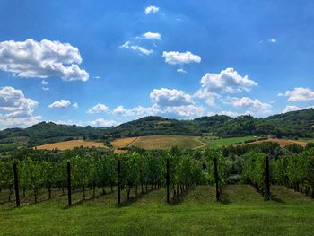 Scenic view of agricultural field against sky