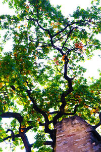 Low angle view of tree against sky