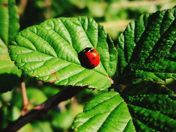 Close-up of ladybug on leaf