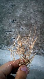 Close-up of cropped hand