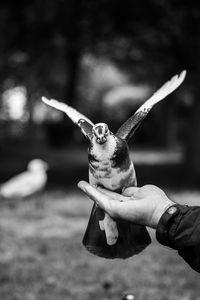 Pigeon eating nuts from hand