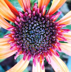 Close-up of coneflower blooming outdoors