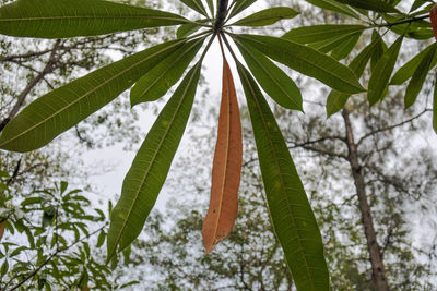 Low angle view of palm tree leaves