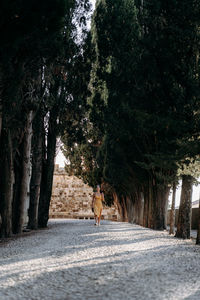 Trees in forest