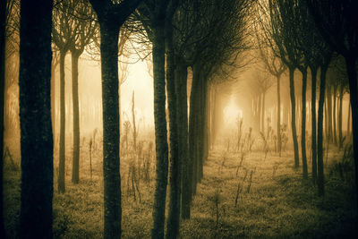 Trees in forest during foggy weather