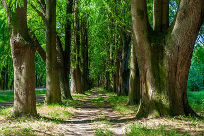 Dirt road amidst trees in forest