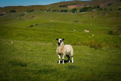 Sheep in a field