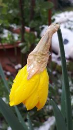 Close-up of wet yellow flower blooming outdoors