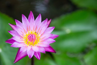 Close-up of purple lotus water lily