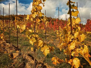 Close-up of tree against sky
