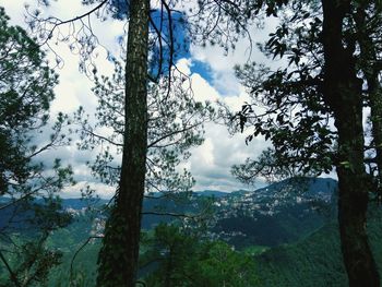 Low angle view of trees in forest against sky