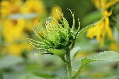 Close-up of yellow flowering plant