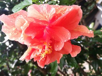 Close-up of wet red flower