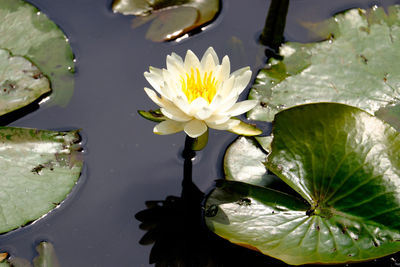 Close-up of lotus water lily in pond