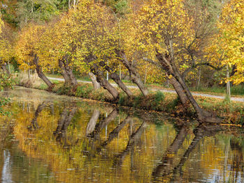 Trees by lake in forest during autumn