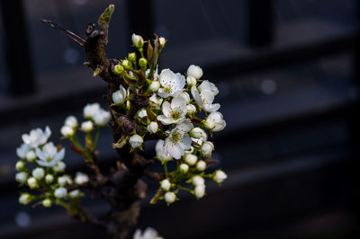 Close-up of white flowering plant