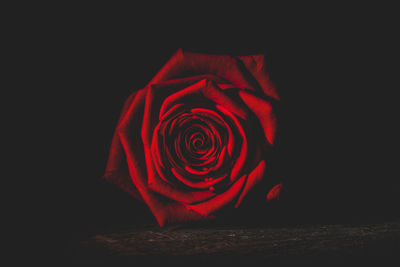 Red rose against black background