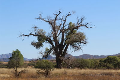 Tree on landscape against clear blue sky