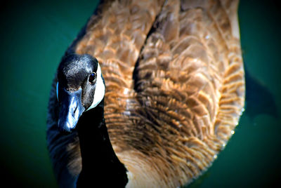 Close-up of a canadian goose