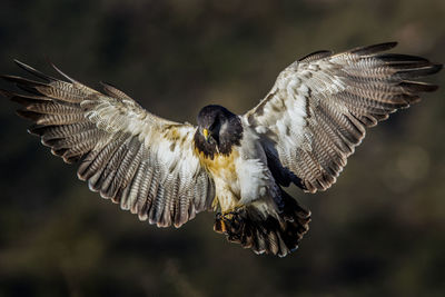 Close-up of eagle flying outdoors