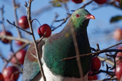 Close-up of bird perching on tree