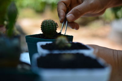 Close-up of hand holding succulent plant