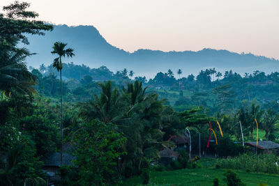 Scenic view of palm trees on landscape against sky