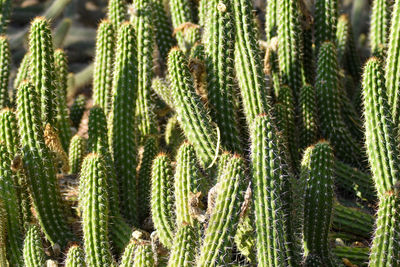 Close-up of succulent plant