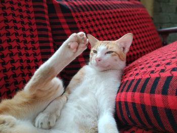 Close-up of a cat resting