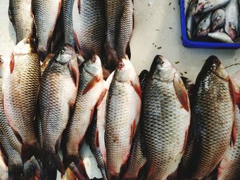 Close-up of fish for sale in market