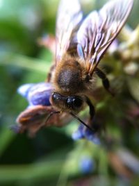 Close-up of insect on flower