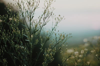 Close-up of fresh plants on field against sky