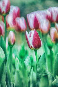 Close-up of pink tulip