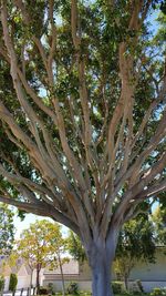 Low angle view of trees