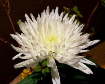 Close-up of white flower blooming outdoors