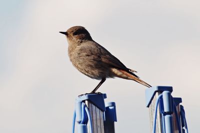 Close-up of bird perching against clear sky