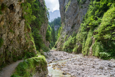 Scenic view of waterfall in forest