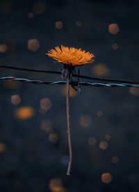 Close-up of flower hanging on string