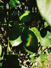 Close-up of multi colored leaves on tree