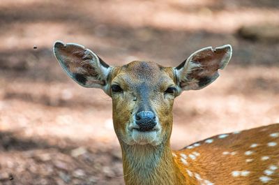 Close-up portrait of deer