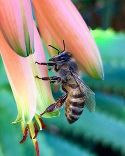 Close-up of bee pollinating on flower